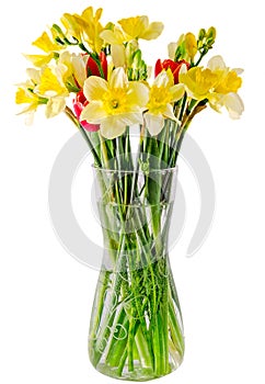 Yellow daffodils and freesias flowers, red tulips in a transparent vase, close up, white background, isolated