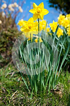 Yellow daffodils on garden in early spring
