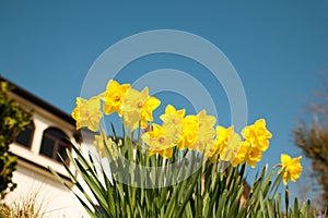 Yellow daffodils on garden in early spring