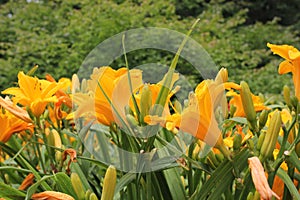 Yellow daffodils in garden with green lush leaves