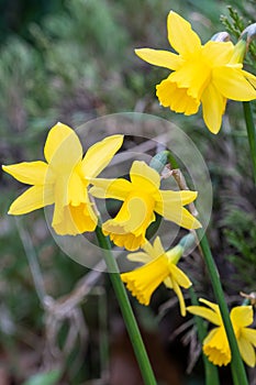 Yellow daffodils Greasby Wirral March 2021