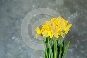 Yellow daffodils on grey background. Spring easter concept. Copy space. Greeting card.