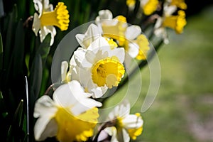 Yellow daffodils grow on green grass bed