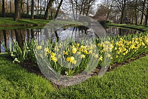 Yellow Daffodils grown in the flowerbed on the river side.