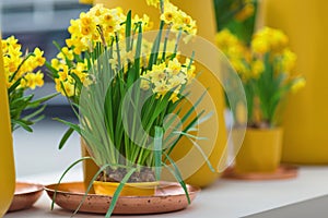 Yellow daffodils or jonquils and narcissus in flower pot