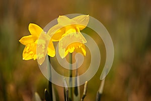 Yellow Daffodils on the meadow before spring.