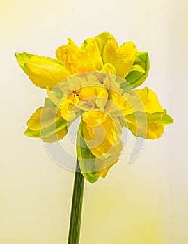 Yellow daffodils (narcissus) flower, close up, gradient background, isolated