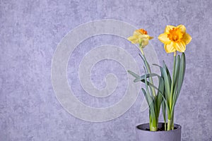 Yellow daffodils , narcissus flower in a pot on a background of snow. Spring, Easter concept. There is a place for text