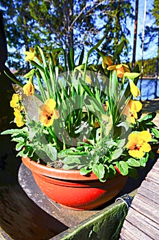 Yellow daffodils (narcissus,jonquil) and pansies in spring