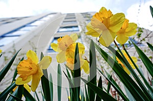 Yellow daffodils (narcissus,jonquil) in spring