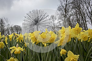 The Yellow daffodils near a fountain in the background of trees in a botanical garden in Keukenhof