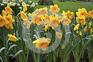 The Yellow daffodils near a fountain in the background of trees in a botanical garden in Keukenhof