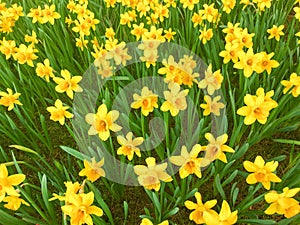 Yellow Daffodils   in the park in spring