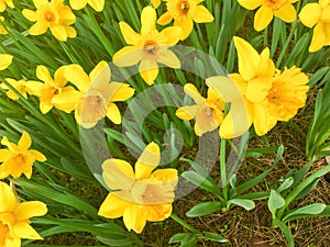 Yellow Daffodils   in the park in spring