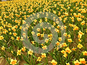 Yellow Daffodils   in the park in spring