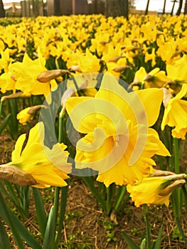 Yellow Daffodils   in the park in spring
