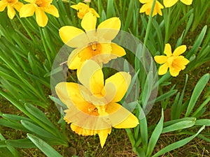 Yellow Daffodils   in the park in spring