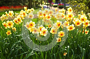 Yellow daffodils in park in spring