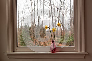 Yellow daffodils in a pink vase on a white windowsill on a gray afternoon.