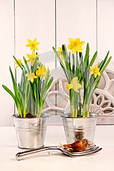 Yellow daffodils in pots