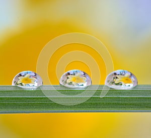 Yellow daffodils reflexion in drops