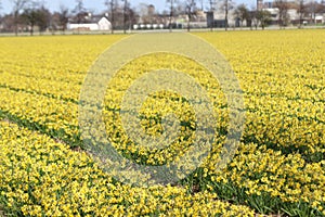 Yellow daffodils in rows on flowerbulb field in holland
