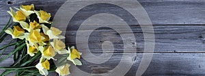 Yellow daffodils on rustic wood for Mothers Day or Easter concept in flat lay format