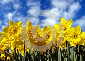 Yellow daffodils and sky photo