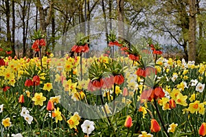 Yellow daffodils in spring