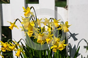 Yellow daffodils in spring against a white picket fence