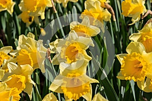 Yellow daffodils