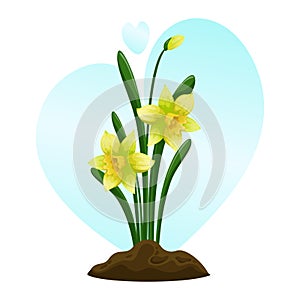 Yellow daffodils - spring primroses