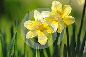 Yellow daffodils in spring sunshine