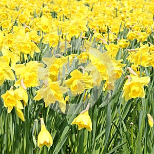 Yellow daffodils in springtime