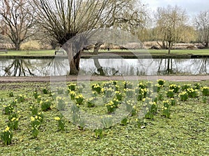 Yellow daffodils in the springtime by a river.