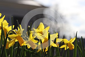 Yellow daffodils in the sun during spring