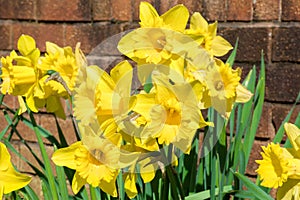 Yellow Daffodils in the Sun