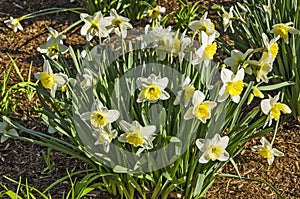 Yellow Daffodils in Sunlight