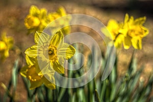 Yellow Daffodils on Sunny Day