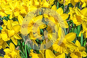 Yellow Daffodils, on a sunny day, close up