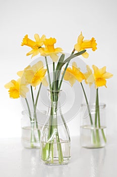 Yellow daffodils in transparent vases on a table on a white background. Minimalism