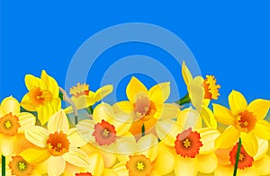 Yellow daffodils under a blue sky