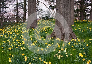 Yellow daffodils on a wooded hill