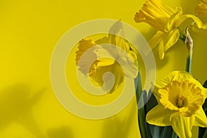 Yellow daffodils on yellow background, bouquet of narcissus flowers