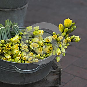 Yellow daffodils in zinc bawl