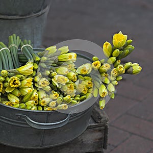 Yellow daffodils in zinc bawl photo