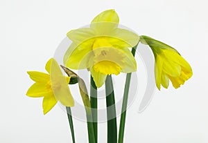 Yellow dafodils isolated on white background