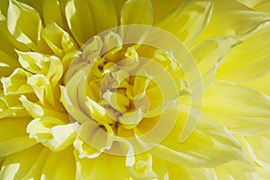 Yellow Dahlia