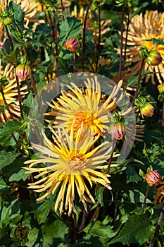 Yellow dahlia blooms, nature background