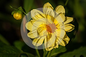 Yellow Dahlia and Bud in Background